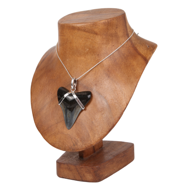 Fossil Shark Tooth Pendant with Sterling Silver