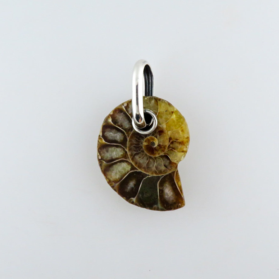 Ammonite. Pendant with Sterling Silver